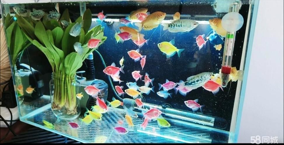 張家口觀賞魚批發市場
