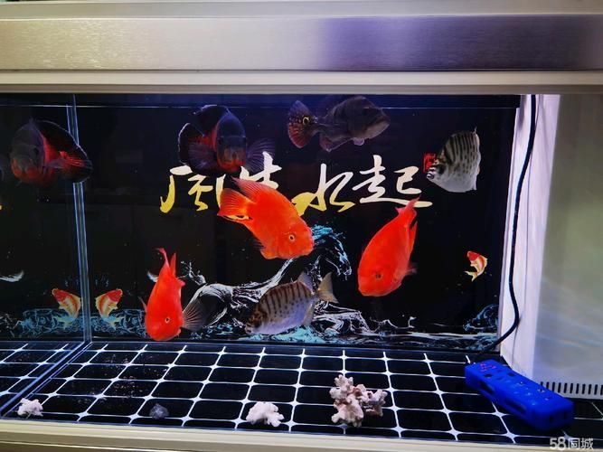 張家口觀賞魚批發市場