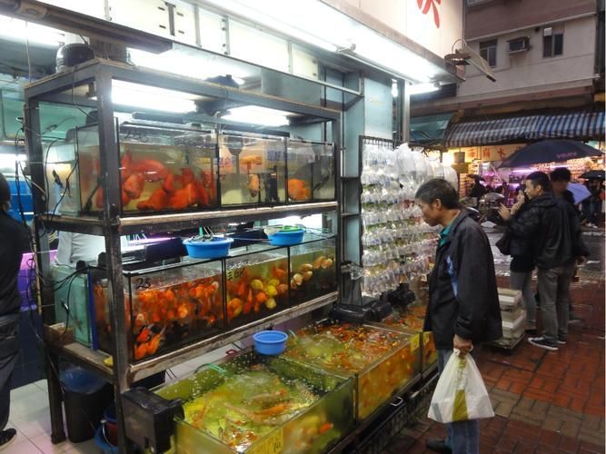 香港魚(yú)缸批發(fā)市場(chǎng)
