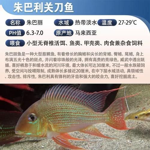 白子關(guān)刀魚(yú)屬于什么檔次