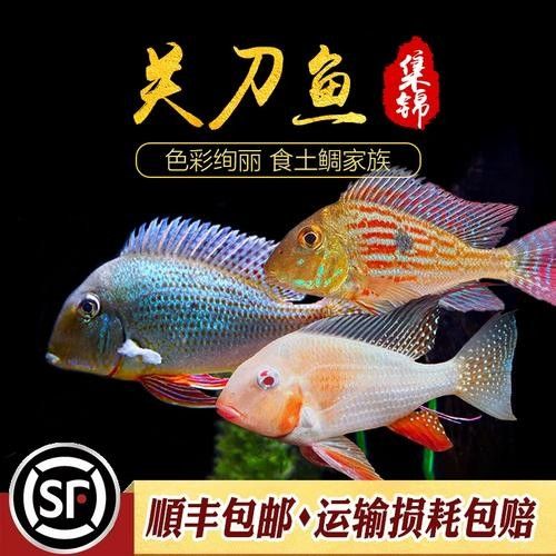 白子關刀魚屬于什么檔次