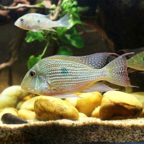 白子關(guān)刀魚(yú)屬于什么檔次