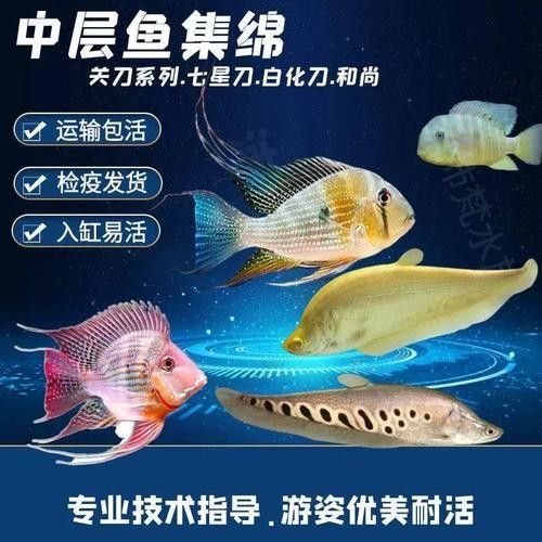 白子關(guān)刀魚(yú)屬于什么檔次