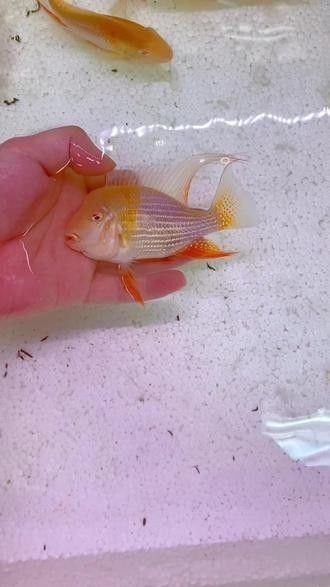 白子關(guān)刀魚(yú)屬于什么檔次