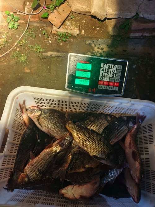 運(yùn)城觀賞魚批發(fā)市場