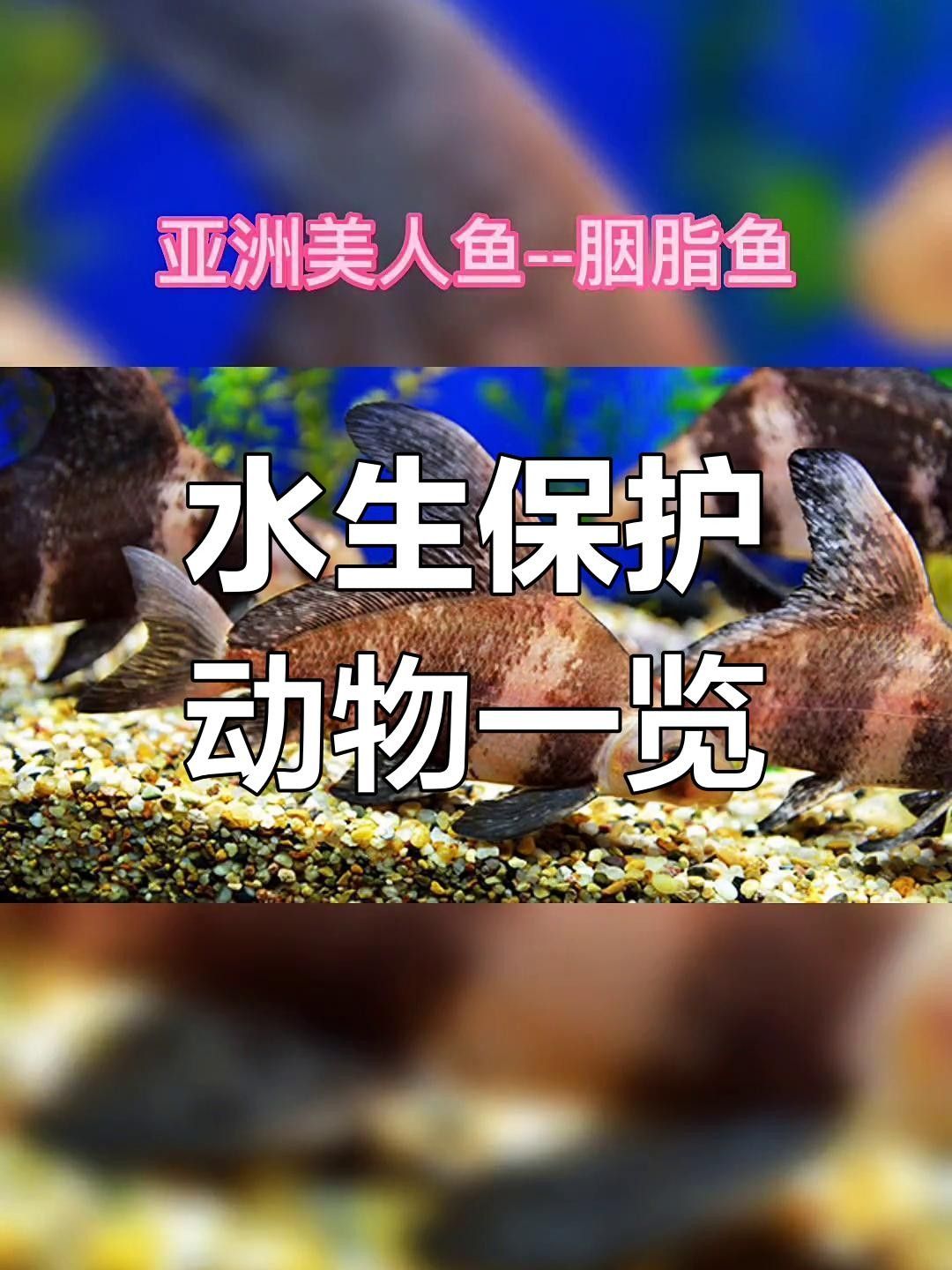 廣西二級保護魚類
