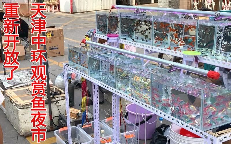 天津觀賞魚批發市場