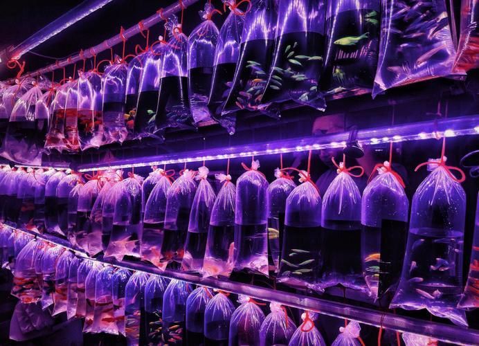 天津觀賞魚批發市場