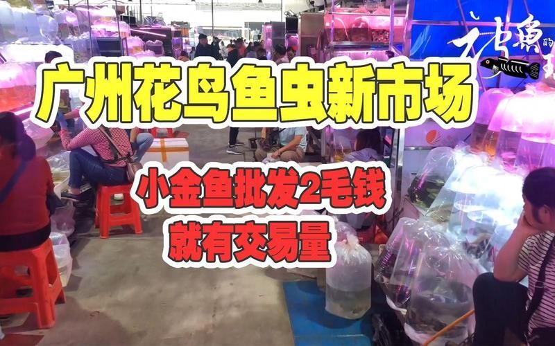 渭南觀賞魚批發市場