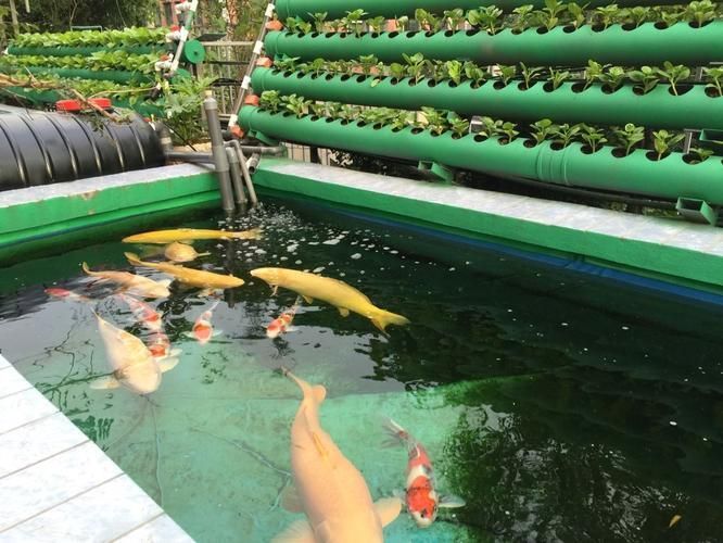 渭南觀賞魚批發市場