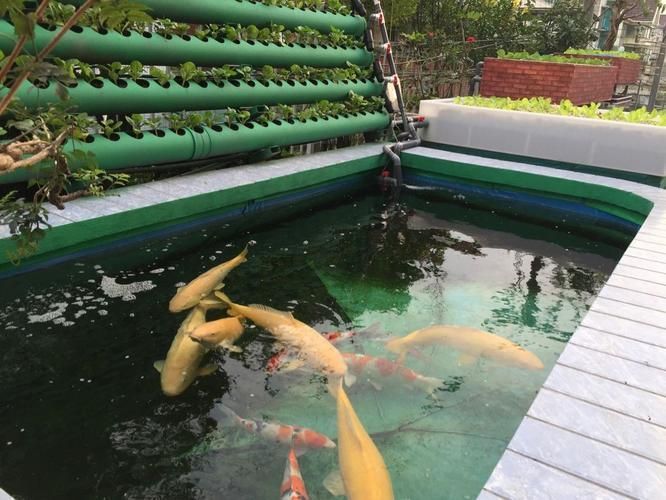 渭南觀賞魚批發市場