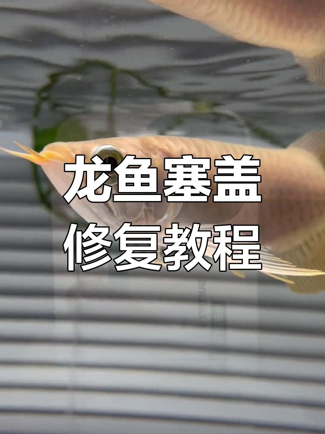 龍魚腮蓋外翻圖片