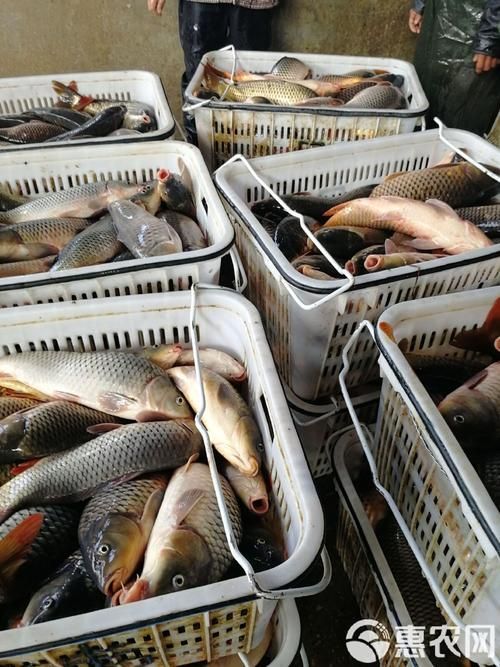 襄陽觀賞魚批發市場