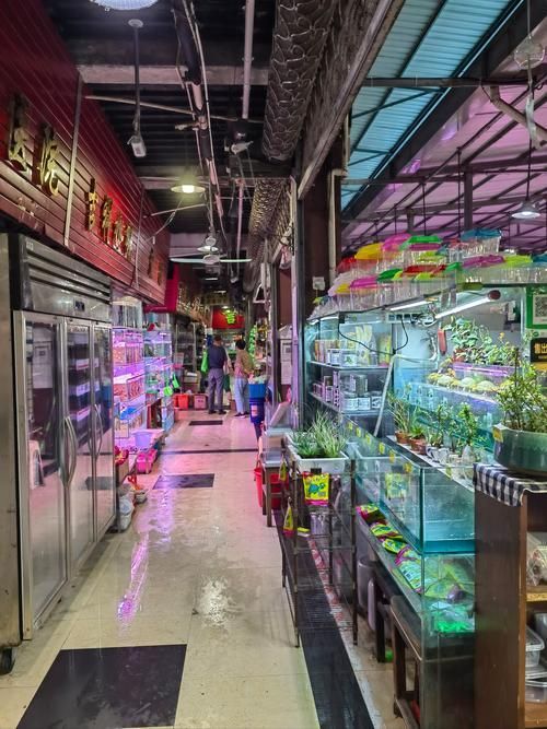 襄陽觀賞魚批發市場