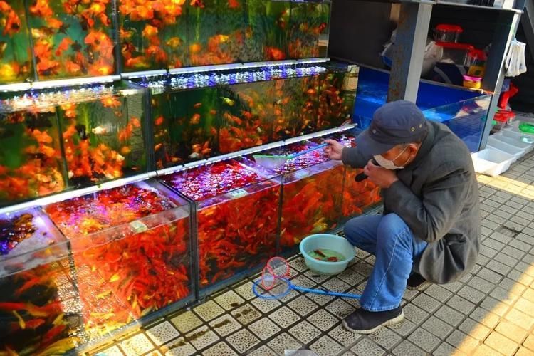 臨沂觀賞魚批發市場