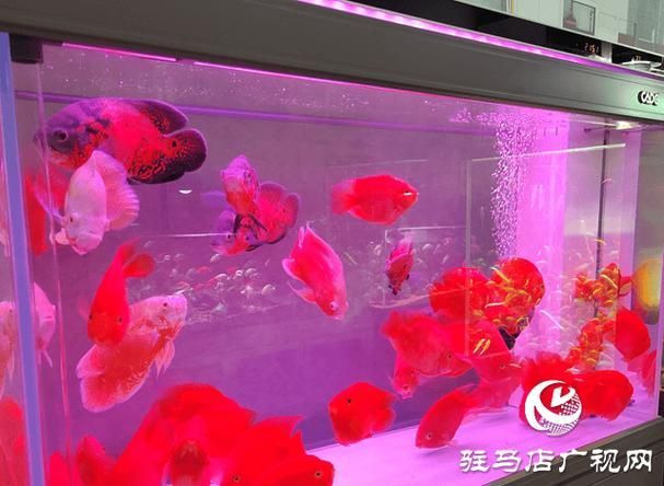 臨沂觀賞魚批發市場