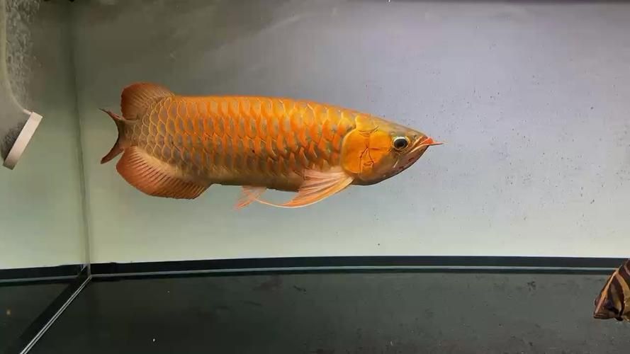 滄州觀賞魚批發市場