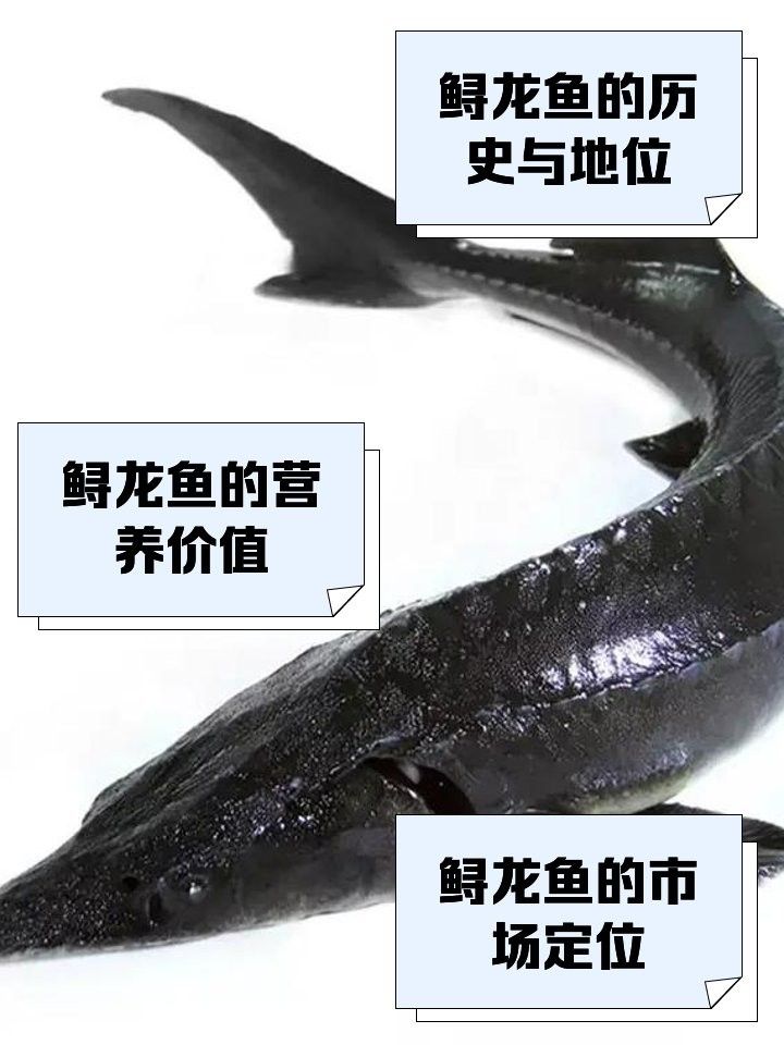 維西龍魚是什么檔次的魚