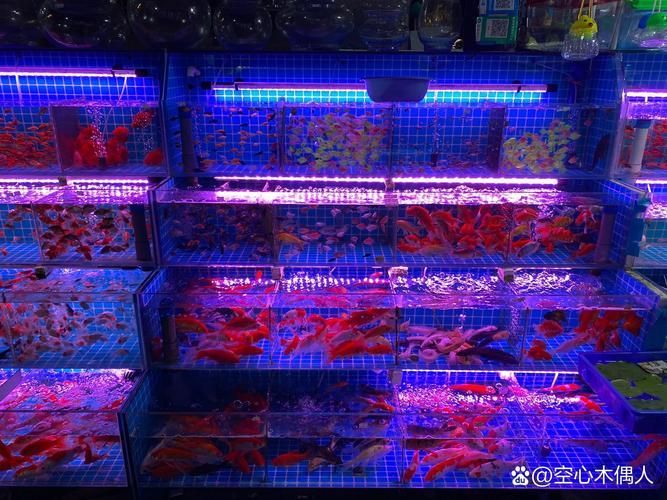 濟南魚缸批發市場
