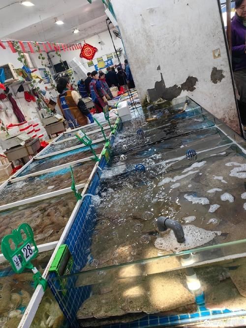 煙臺水族批發市場
