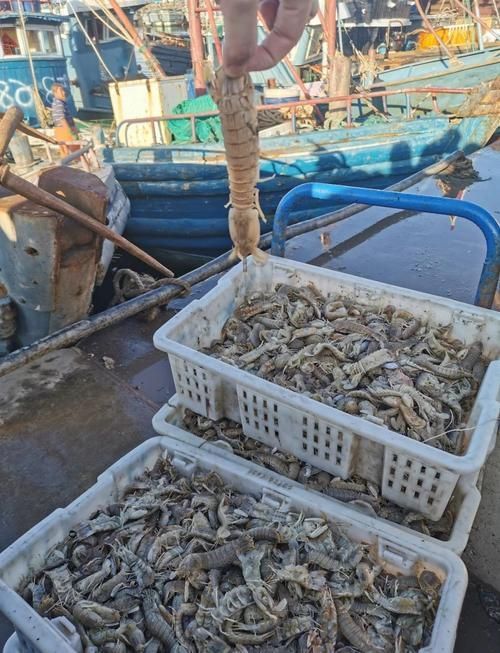 煙臺水族批發市場