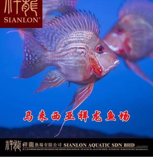 東莞觀賞魚批發(fā)市場