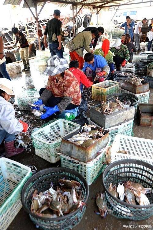 香港觀賞魚批發市場
