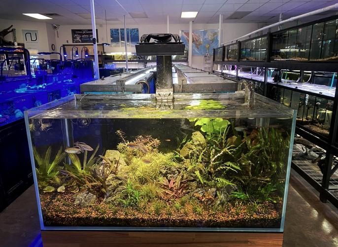 贛州魚缸批發市場