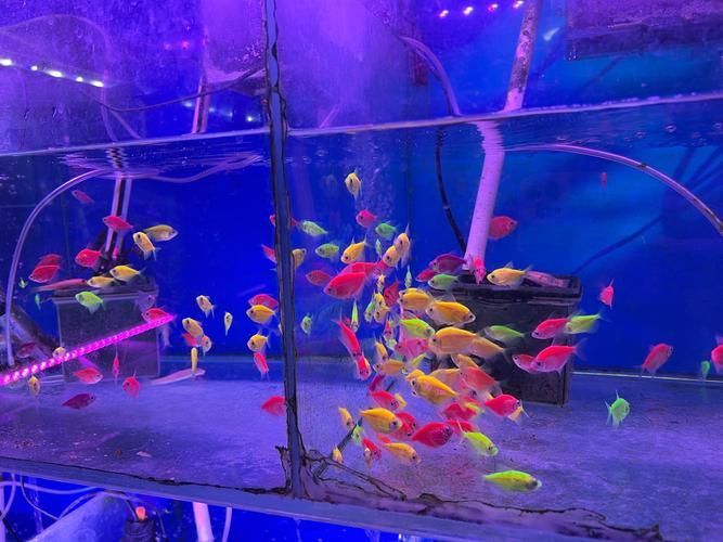 滁州觀賞魚批發市場