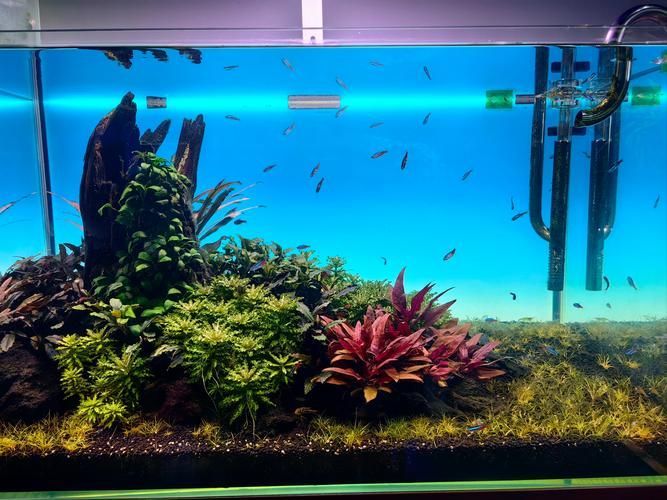 昆明觀賞魚批發市場