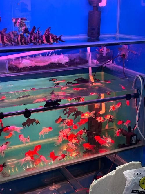 昆明觀賞魚批發市場