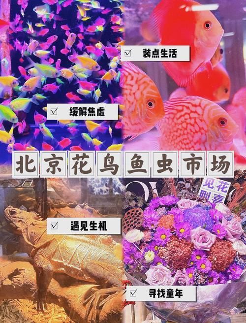 昆明觀賞魚批發市場