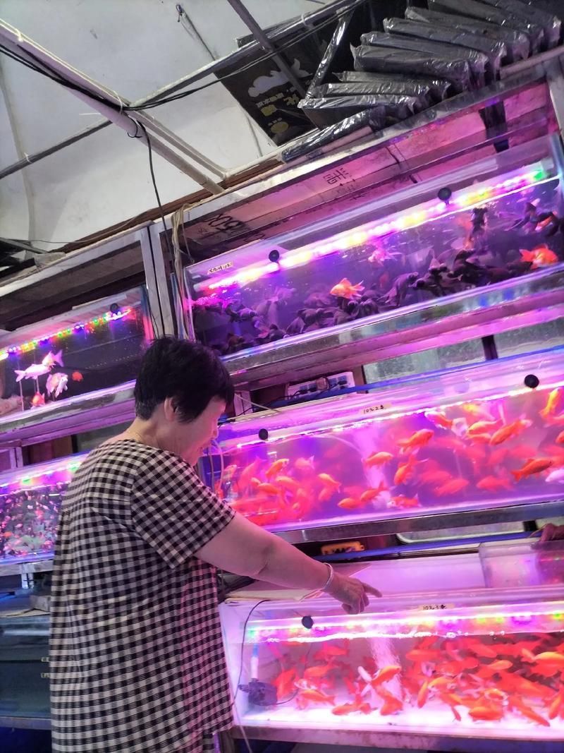 昆明觀賞魚批發市場