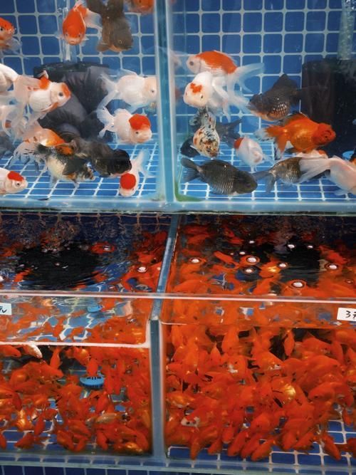 昆明觀賞魚批發市場