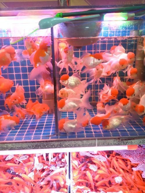 昆明觀賞魚批發市場