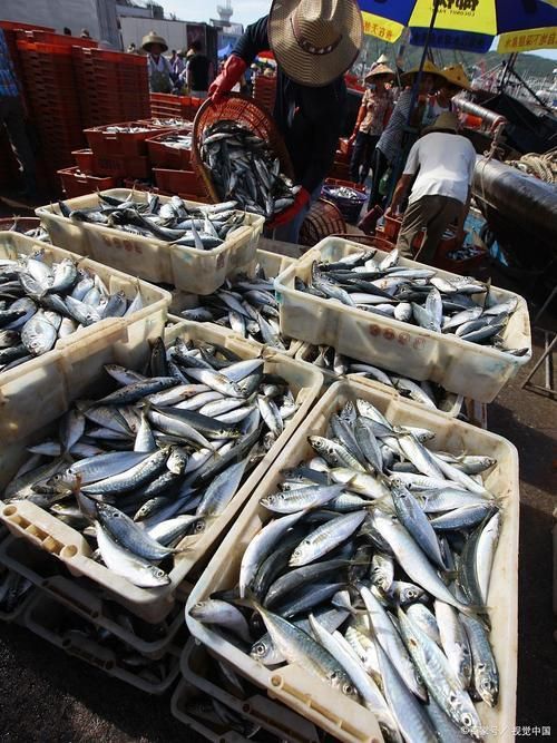 香港龍魚批發(fā)市場