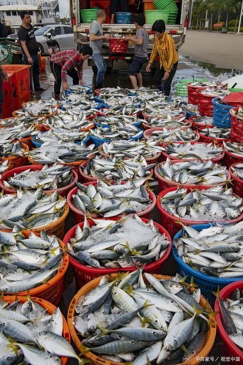 香港龍魚批發(fā)市場