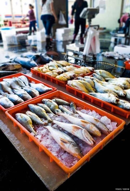 香港龍魚批發市場