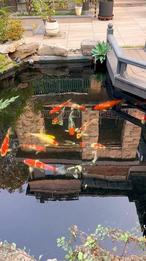 杭州觀賞魚批發(fā)市場(chǎng)