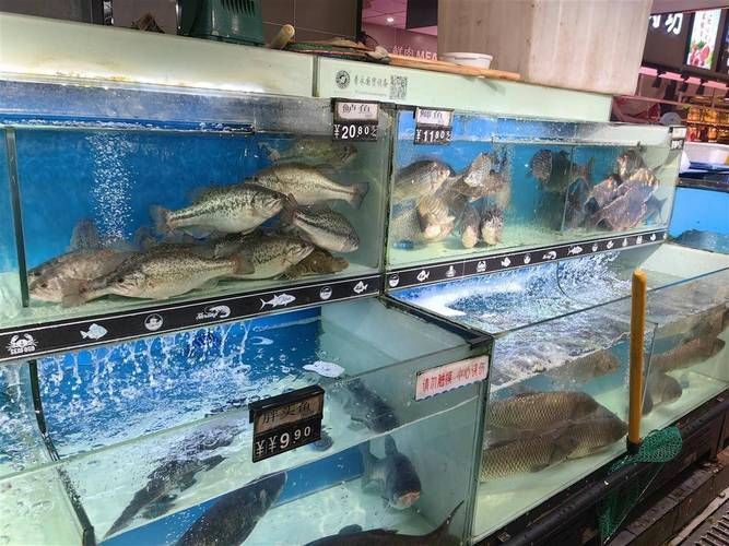 荊州觀賞魚批發(fā)市場