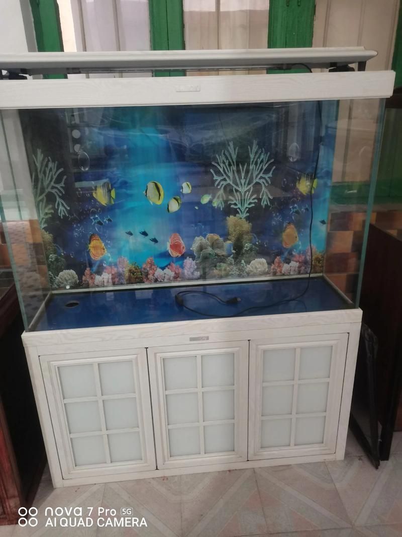 邵陽魚缸批發市場
