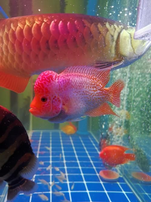 印尼超血紅龍魚的價格及購買注意事項，印尼超血紅龍魚價格