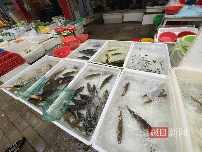 南寧觀賞魚批發市場