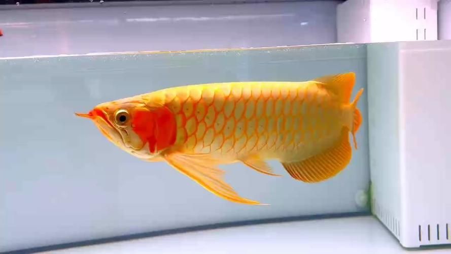 南寧觀賞魚批發市場