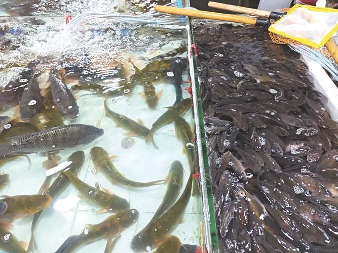 南寧觀賞魚批發市場