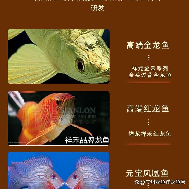 汕頭觀賞魚批發(fā)市場