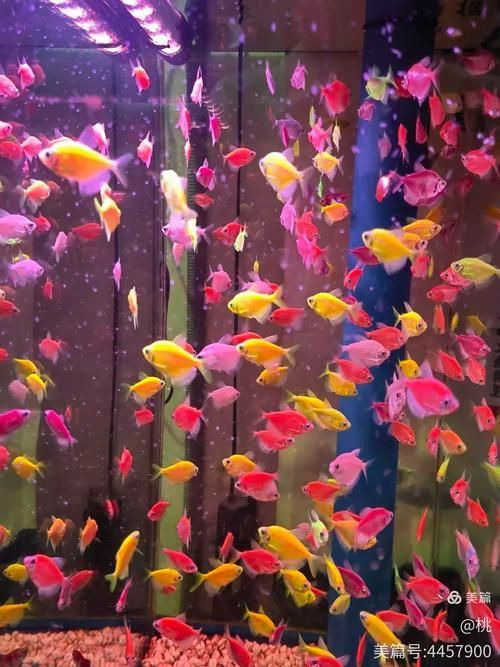 太原觀賞魚批發市場
