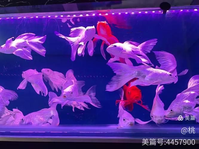 太原觀賞魚批發市場