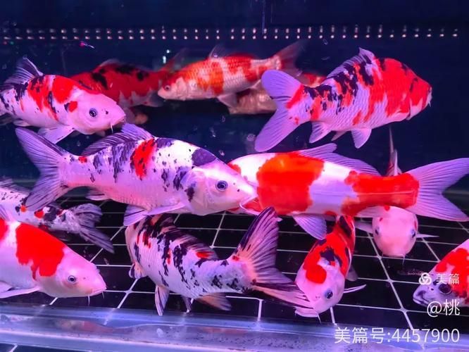 太原觀賞魚批發市場
