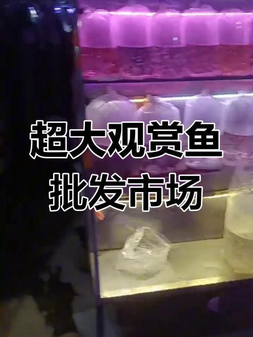 太原觀賞魚批發市場